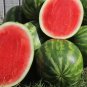 Super Big Green Red Seedless Watermelon Organic 100 Seeds