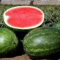 Super Big Green Red Seedless Watermelon Organic 100 Seeds