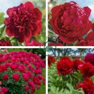 Giant Dark Red Peony Double Flowers 10 Seeds