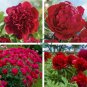 Giant Dark Red Peony Double Flowers 10 Seeds