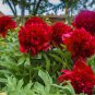 Giant Dark Red Peony Double Flowers 10 Seeds