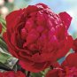 Giant Dark Red Peony Double Flowers 10 Seeds