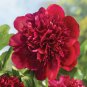 Giant Dark Red Peony Double Flowers 10 Seeds