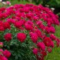 Giant Dark Red Peony Double Flowers 10 Seeds
