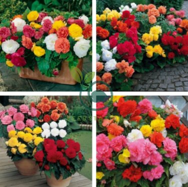 Mixed Begonia Flowers 200 Seeds