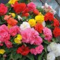 Mixed Begonia Flowers 200 Seeds