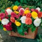 Mixed Begonia Flowers 200 Seeds