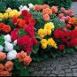 Mixed Begonia Flowers 200 Seeds