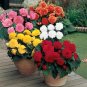 Mixed Begonia Flowers 200 Seeds