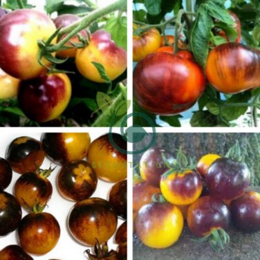 Very Rare Bumble Bee Heirloom Tomato 200 Seeds