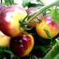 Very Rare Bumble Bee Heirloom Tomato 200 Seeds