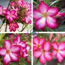 Pink Serious Flowers Desert Rose 4 Seeds