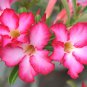 Pink Serious Flowers Desert Rose 4 Seeds