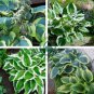 Hosta Perennials 400 Seeds