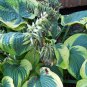 Hosta Perennials 400 Seeds