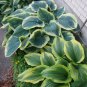 Hosta Perennials 400 Seeds