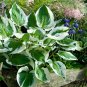 Hosta Perennials 400 Seeds