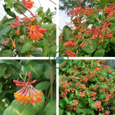 Honeysuckle Vine Plant 200 Seeds