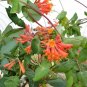 Honeysuckle Vine Plant 200 Seeds