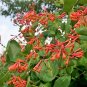 Honeysuckle Vine Plant 200 Seeds
