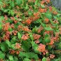 Honeysuckle Vine Plant 200 Seeds