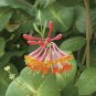 Honeysuckle Vine Plant 200 Seeds