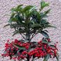 Coral Berry Ardisia Crenata 20 Seeds