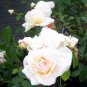 Large Light Rose Flower  100 Seeds