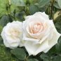 Large Light Rose Flower 100 Seeds