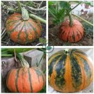 Edible Large Orange Pumpkin with Green Stripe  60 Seeds