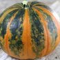Edible Large Orange Pumpkin with Green Stripe 60 Seeds