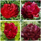 Heirloom Dark Red Middle Peony Tree Flower  10 Seeds