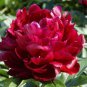 Heirloom Dark Red Middle Peony Tree Flower  10 Seeds