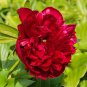Heirloom Dark Red Middle Peony Tree Flower  10 Seeds