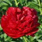 Heirloom Dark Red Middle Peony Tree Flower  10 Seeds
