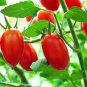 Rare Auhui Bright Red Cherry Tomato Organic 70 Seeds