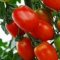 Rare Auhui Bright Red Cherry Tomato Organic 70 Seeds