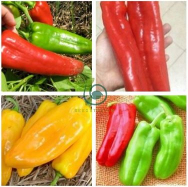 Rare Heirloom Giant Marconi Sweet Peppers Vegetables 200 Seeds