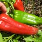 Rare Heirloom Giant Marconi Sweet Peppers Vegetables 200 Seeds
