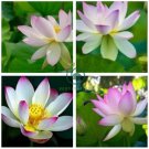 New Wild White Red Lotus Flower 2 Seeds