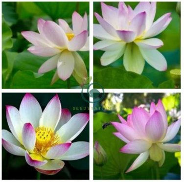 New Wild White Red Lotus Flower 2 Seeds