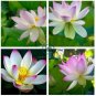 New Wild White Red Lotus Flower 2 Seeds