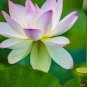 New Wild White Red Lotus Flower 2 Seeds