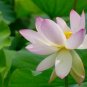 New Wild White Red Lotus Flower 2 Seeds