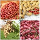 Peanut Red Skin Organic  20 Seeds