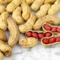 Peanut Red Skin Organic 20 Seeds