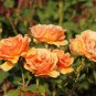 Rare Hybrid Yellow Orange Rose Plant 100 Seeds