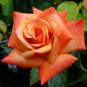 Rare Hybrid Yellow Orange Rose Plant 100 Seeds