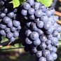 Rare Black Orin Organic Sweet Grape Fruit 30 Seeds
