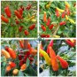 Heirloom Hawaii Red Yellow Pod Chili Pepper Organic 100 Seeds
